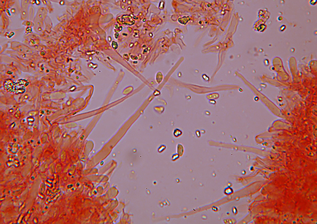 Phlebia subochracea